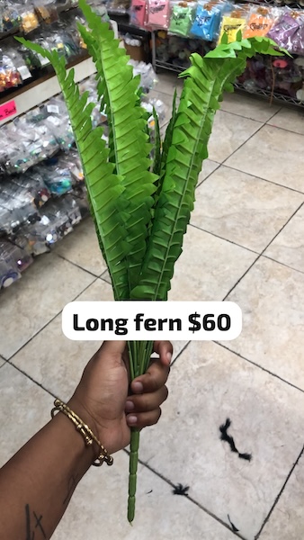 Long Fern